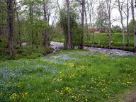 Blklint och smrblommor vid nedre kvarndammen.